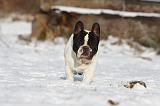 BOULEDOGUE FRANCAIS 948